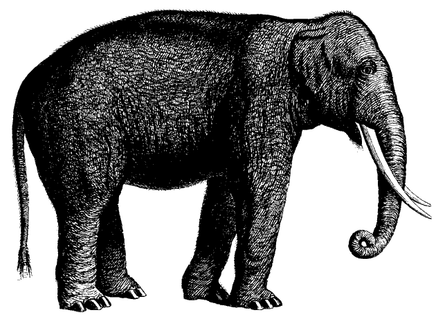 elefant
